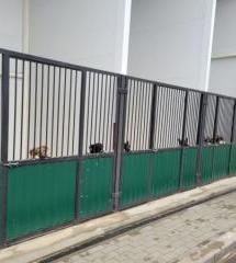 ВСЕ ЩЕНКИ ПРИЮТА